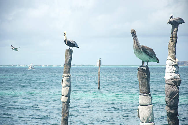 Pelicanos em pé em postes de madeira no Caribe, Riviera Maia, México — Fotografia de Stock