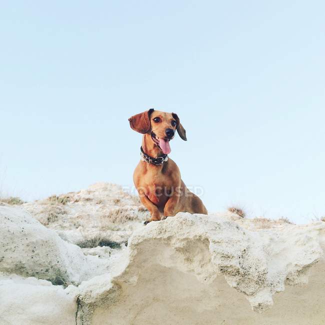 Cão engraçado sentado na areia olhando com a língua — Fotografia de Stock