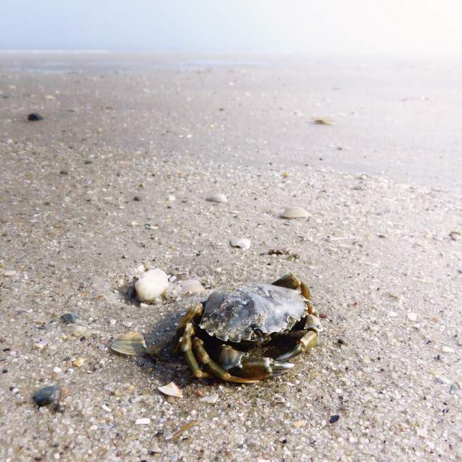 Gros plan du crabe brun sur la plage de sable — Photo de stock