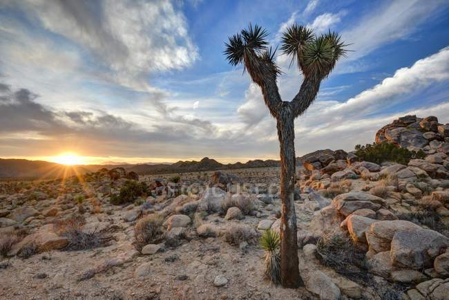 Coucher de soleil au parc national Joshua Tree, Californie États-Unis — Photo de stock