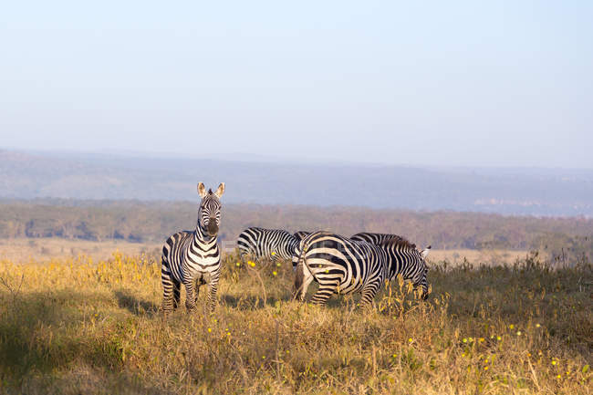 Vista panorámica de las cebras en el Parque Nacional Lago Nakuru, Kenia - foto de stock