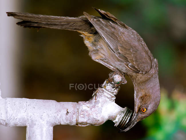 Fratturatore a becco ricurvo Uccello che beve da un rubinetto esterno — Foto stock