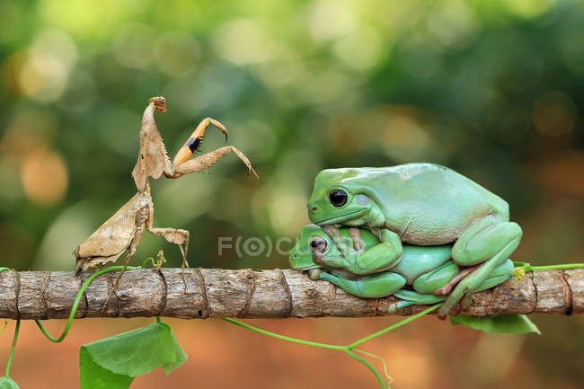 Mantis folha morta e duas rãs de árvore sentado no ramo, Indonésia — Fotografia de Stock