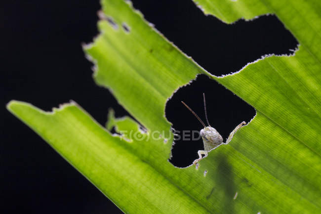 Кузнечик сидит на растении на размытом фоне — стоковое фото