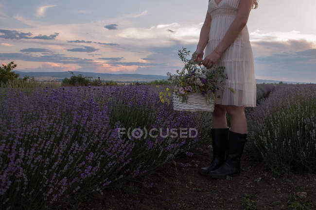Abgeschnittenes Bild einer Frau, die im Lavendelfeld steht und einen Korb mit Blumen hält — Stockfoto