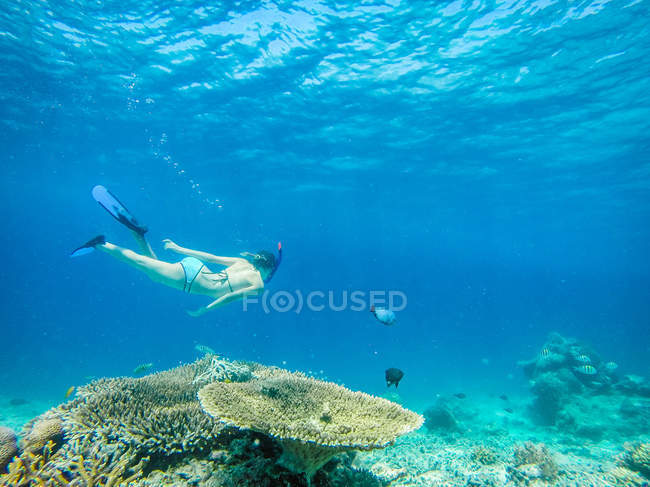 Fille plongée avec tuba sur le récif corallien, Gili Meno, Indonésie — Photo de stock