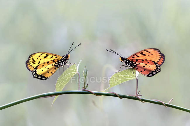 Two butterflies on a plant against blurred background — Stock Photo