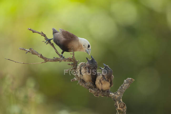 Aves alimentando a dos polluelos, Jember, Java Oriental, Indonesia - foto de stock
