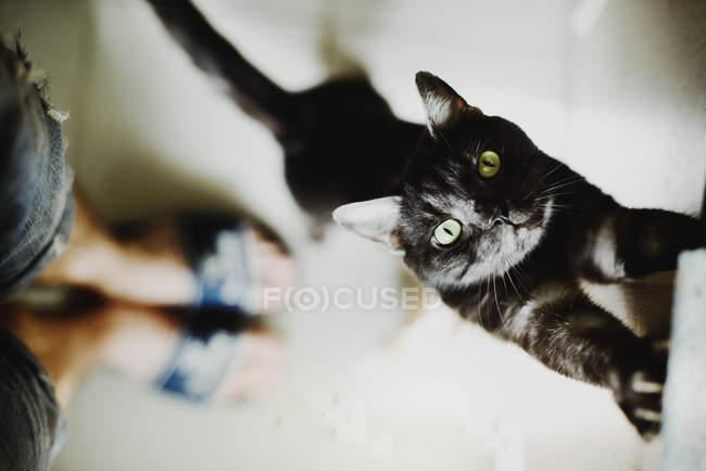 Симпатичная пушистая кошка, стоящая и протягивающая руку — стоковое фото