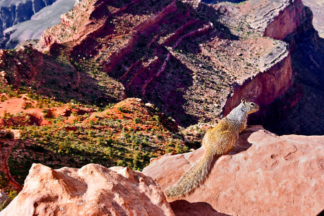 Милий маленький цікавий білка сидить на скелі на тлі красивого пейзажу — стокове фото