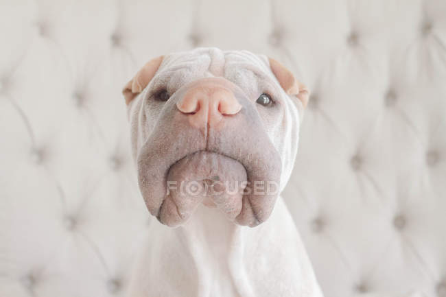 Портрет білий китайський шарпей собаки — стокове фото