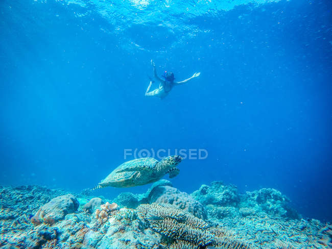 Girl swimming with a turtle in ocean, Gili Islands, Indonesia — Stock Photo