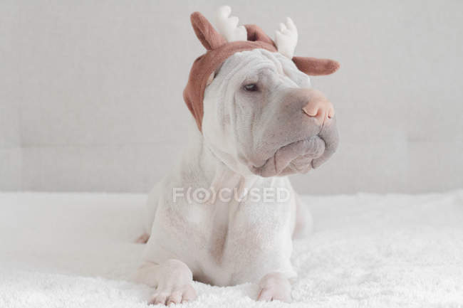 White Chinese Shar-Pei dog with deer hat with horns — Stock Photo