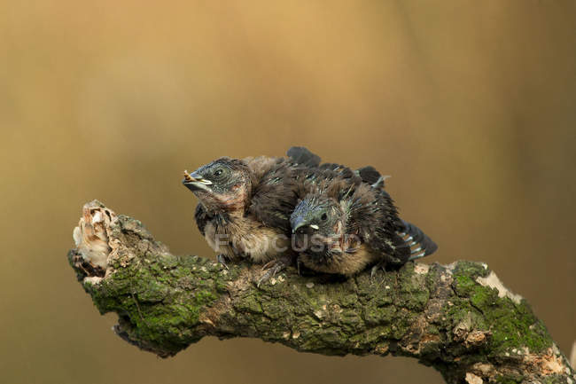 Dos polluelos sentados en una rama sobre un fondo borroso - foto de stock