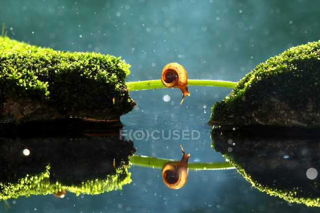 Mignon petit escargot avec réflexion dans l'eau calme — Photo de stock