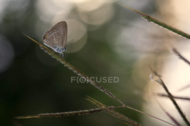 Закри метелик, сидячи на стеблин рослин — стокове фото