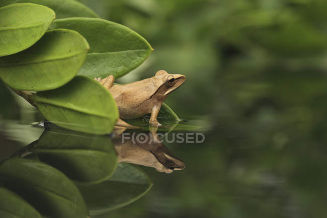 Лягушка, сидящая на растении у реки — стоковое фото