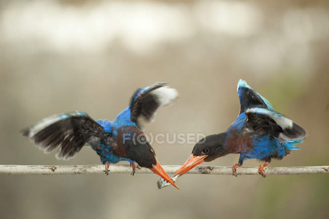 Two kingfisher birds passing a fish in beaks, Jember, East Java, Indonesia — Stock Photo
