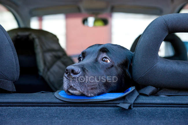 Sad dog face on car seats looking away and waiting owners — Stock Photo