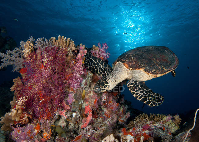 Vista panoramica dell'alimentazione delle tartarughe sott'acqua — Foto stock