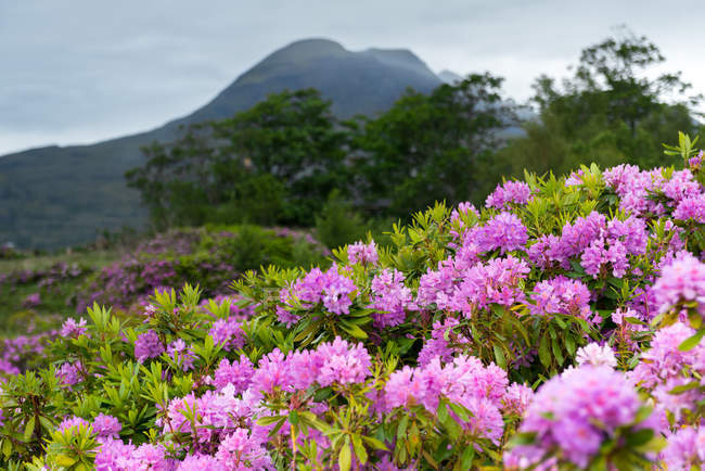 Belles fleurs Rhododendron à West Highland, Écosse — Photo de stock