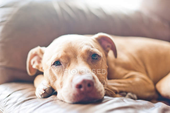 Closeup of cute pitbull relaxing on sofa — Stock Photo