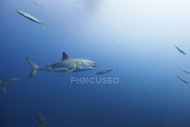 Great white shark swimming in sea — Stock Photo