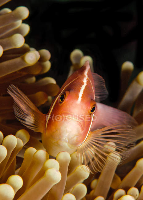 Крупный план плавающих под водой рыб в кораллах — стоковое фото