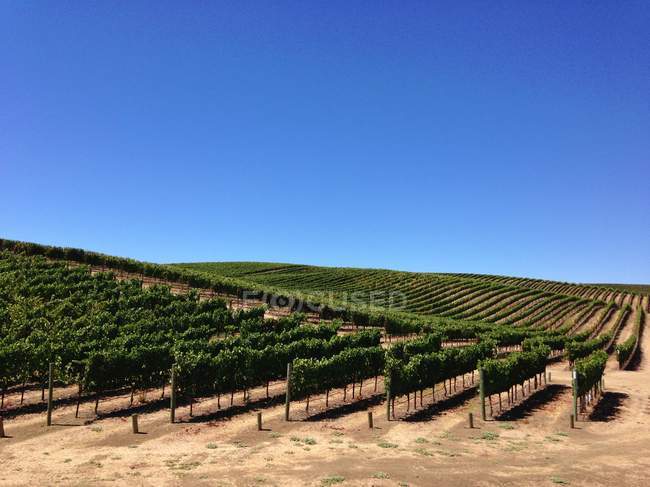 Мальовничий вид на винограднику, Каліфорнія, США — стокове фото