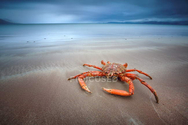 Nahaufnahme der Krabbe am Strand liegend — Stockfoto