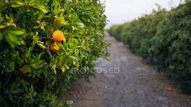 Vista panorámica del naranjal fresco - foto de stock