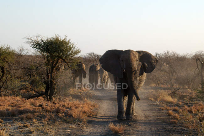 Elefantes caminando por la pista en arbustos, Madikwe, Sudáfrica - foto de stock