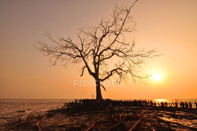 Vista panorâmica de solitário árvore por praia ao pôr do sol, Selangor, Malásia — Fotografia de Stock