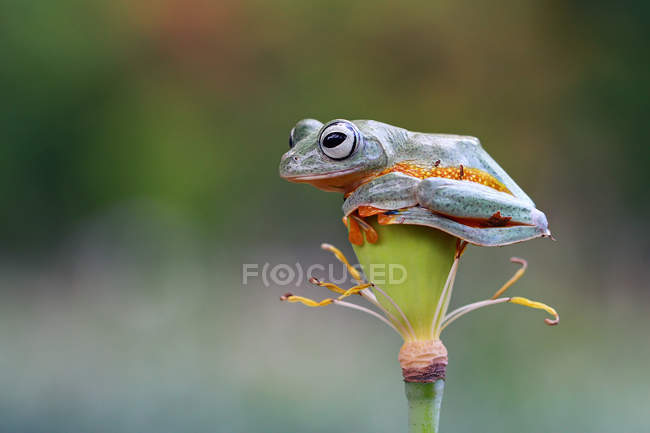 Закри подання деревна жаба сидить на квітці, Індонезія — стокове фото