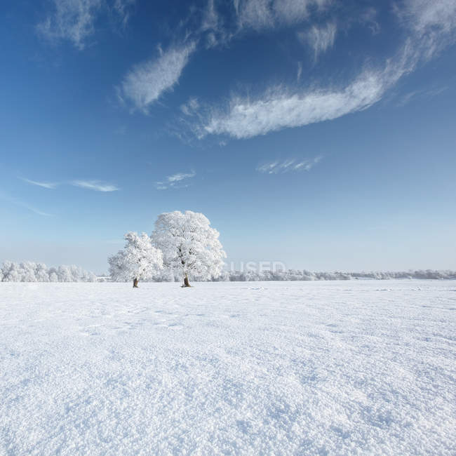 Irland, meath, trimmen, malerische Aussicht auf Bäume im Schnee — Stockfoto