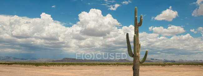 Cactus Saguaro en el desierto de Sonora, Arizona, América, EE.UU. - foto de stock