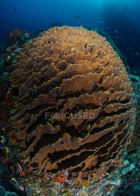 Primer plano de coral redondo, Sorong, Papúa Occidental, Indonesia - foto de stock