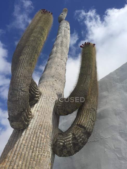 Низький кут зору цереус кактус під хмарного неба — стокове фото
