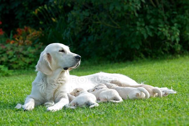 Золотистый ретривер, мама с щенками на траве — стоковое фото