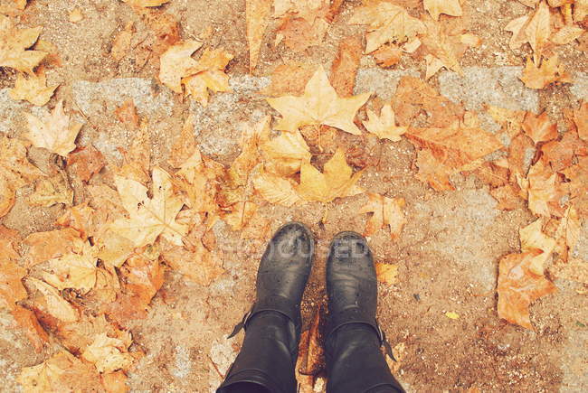 Imagen recortada de piernas femeninas de pie entre las hojas de otoño - foto de stock