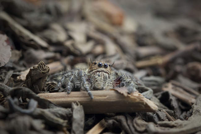 Jumping spider de close-up, Jember, Java Oriental, na Indonésia — Fotografia de Stock