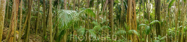Vue panoramique sur la forêt tropicale, Mont Tamborine, sud-est du Queensland, Australie — Photo de stock