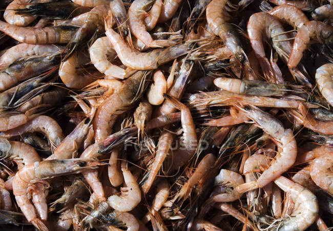 Closeup of prawns heap, full frame — Stock Photo