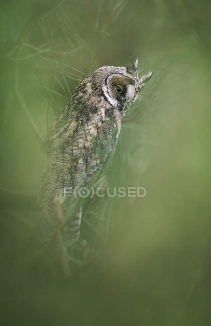 Long-eared Owl on branch on green background — Stock Photo