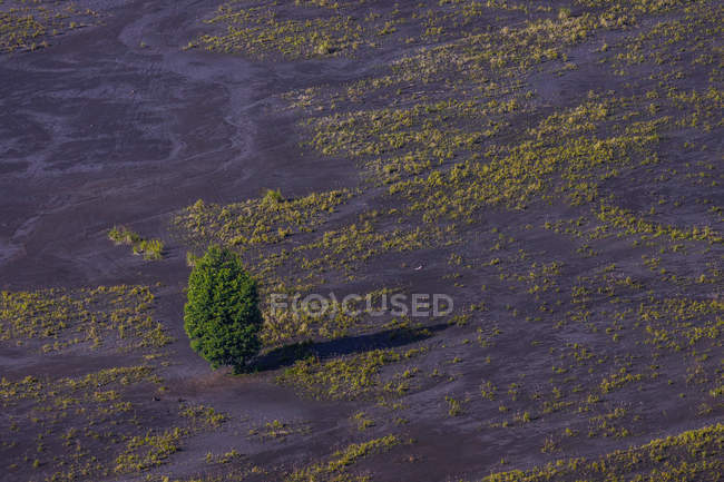 Aerial shot of a tree on the savannah, Mount Bromo, East Java, Indonesia — Stock Photo