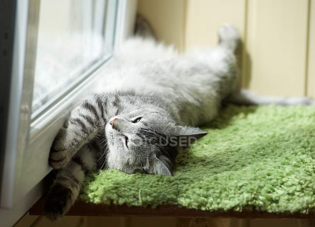 Adorável gato cinza deitado no tapete verde pela janela — Fotografia de Stock