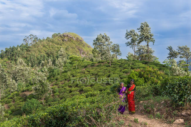 Porträt zweier Frauen, die durch eine Teeplantage gehen, sri lanka — Stockfoto