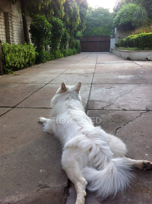 Lustiger Hund liegt in Einfahrt vor Haus — Stockfoto