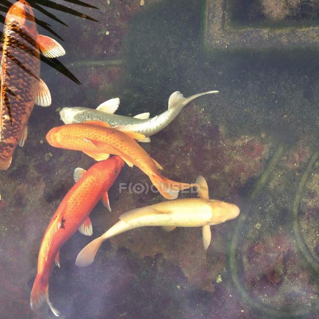 Primer plano de peces Koi nadando en el estanque - foto de stock