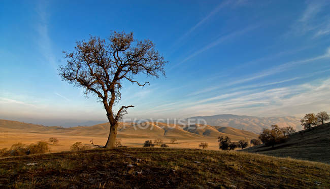 Scenic view of oak tree in Tehachapi mountains, California, America, USA — Stock Photo